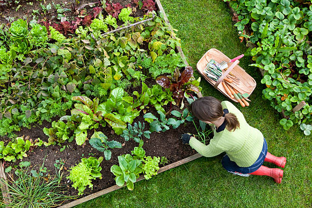 Vegetable Or Herb Garden
