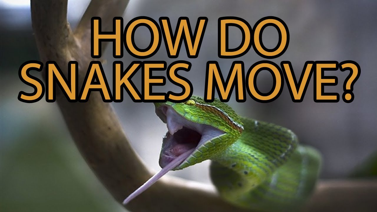 Snakes Move