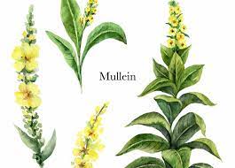 What Is Mullein Really great For? Find Mullein Leaf Concentrate Advantages